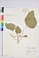 蟲屎藏品圖，第1張