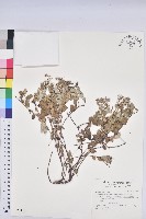 心葉大戟藏品圖，第1張