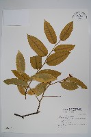 蘭嶼山柑藏品圖，第1張