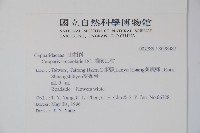 蘭嶼山柑藏品圖，第2張