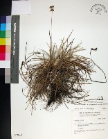 乾溝飄拂草藏品圖，第1張