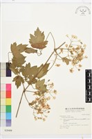 串鼻龍藏品圖，第1張