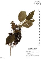 杜虹花，台灣紫珠藏品圖，第1張