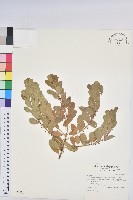 白飯樹藏品圖，第1張