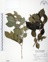 長果月橘藏品圖，第1張