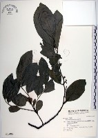 黃心柿藏品圖，第1張