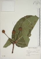 欖仁舅藏品圖，第1張