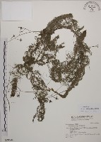 黃花狸藻、黃花挖耳草藏品圖，第1張