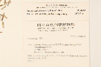 山苦藚、假福王草藏品圖，第2張