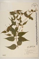 田代氏澤蘭藏品圖，第1張