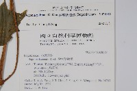 裂葉秋海棠藏品圖，第2張