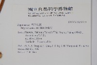 圓果秋海棠藏品圖，第2張