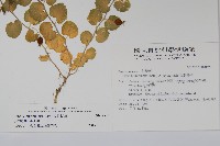 普刺特草藏品圖，第2張