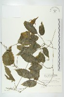 絞股藍藏品圖，第1張