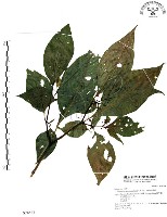 龍珠藏品圖，第1張