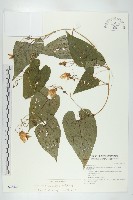 斑花青牛膽藏品圖，第1張