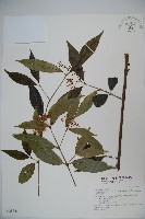 狹葉莢迷藏品圖，第1張