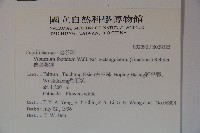 狹葉莢迷藏品圖，第2張