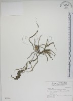 鹿角蘭、小鹿角蘭藏品圖，第1張