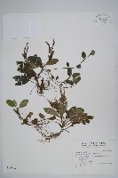 臺灣附地草藏品圖，第1張