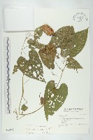 斑花青牛膽藏品圖，第1張