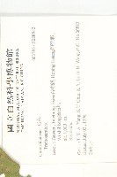 斑花青牛膽藏品圖，第2張