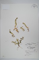 普刺特草藏品圖，第1張