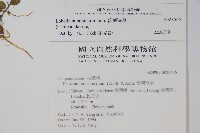 普刺特草藏品圖，第2張