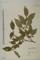 佩羅特木藏品圖，第1張