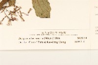 山苦藚、假福王草藏品圖，第3張