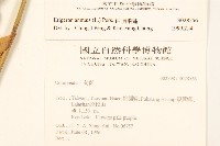 白頂飛蓬藏品圖，第2張