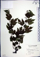 漢氏山葡萄藏品圖，第1張