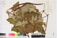 小白頭翁、野棉花藏品圖，第2張