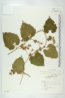 青牛膽藏品圖，第1張