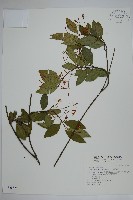 細梗絡石藏品圖，第1張