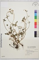 辣子草、揚子毛茛藏品圖，第1張