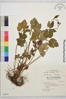 鉤柱毛茛藏品圖，第1張