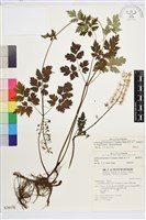 台灣升麻藏品圖，第2張