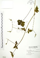 老鸛草藏品圖，第1張