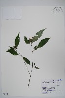 九頭獅子草藏品圖，第1張