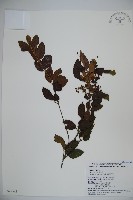 呂宋莢迷藏品圖，第1張