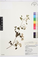 串鼻龍藏品圖，第1張