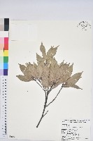 青剛櫟、鐵椆藏品圖，第1張