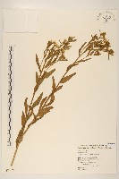 白頂飛蓬藏品圖，第1張