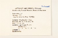 白頂飛蓬藏品圖，第2張