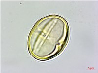 茅毛珍珠菜藏品圖，第2張