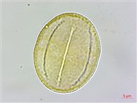 茅毛珍珠菜藏品圖，第4張