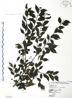 燈稱花、烏雞骨藏品圖，第1張