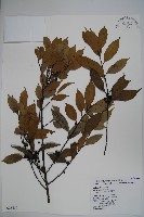 臺灣糊樗藏品圖，第1張