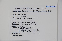 鈴木冬青藏品圖，第2張